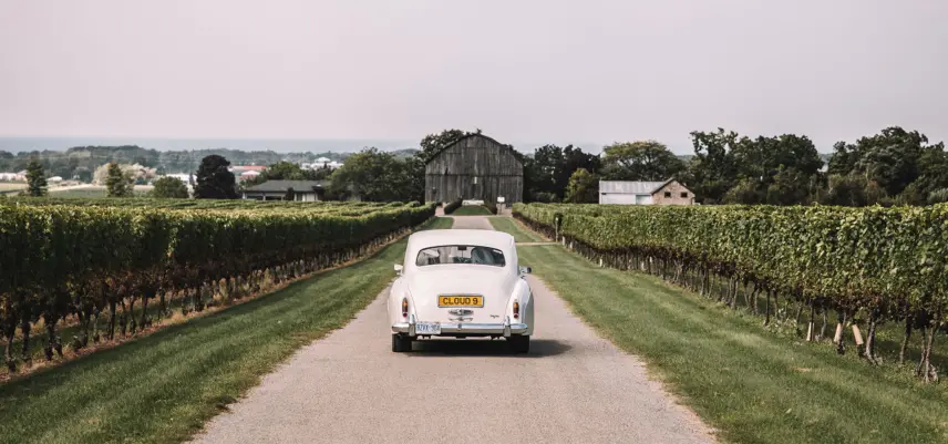 Newlyweds being driven through a vineyard in Niagara, Canada.